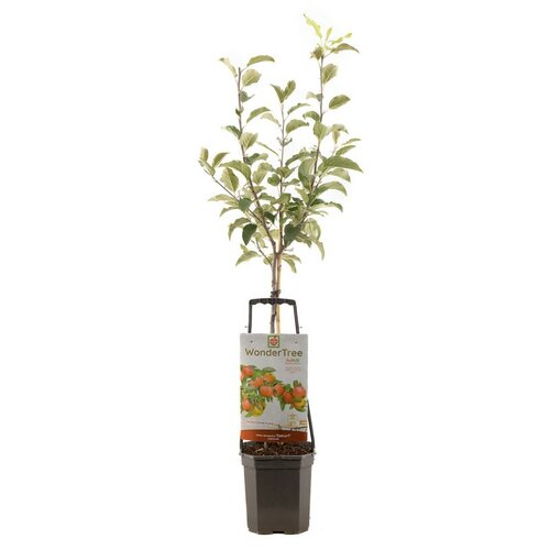 Malus dom Delcorf WT P24