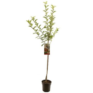 Malus dom. Elstar p27 h120cm