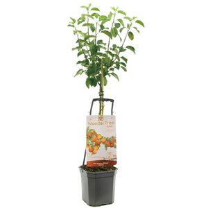 Malus dom Elstar WT P24