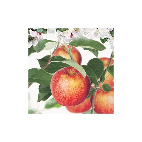 Handappel Malus dom. Gala laagstam - afbeelding 2