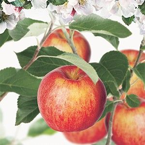 Handappel Malus dom. Gala laagstam - afbeelding 2