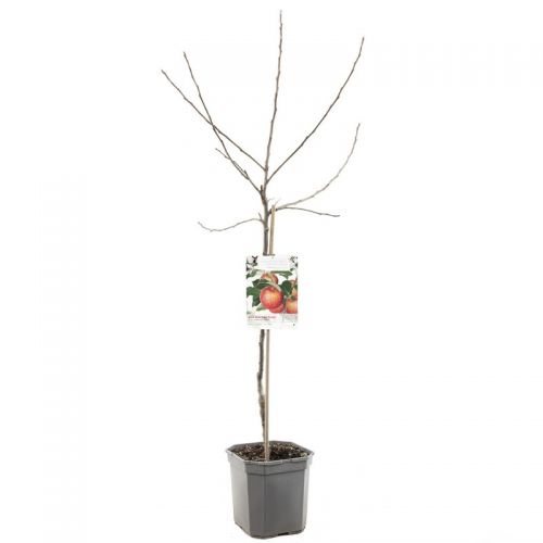 Handappel Malus dom. Gala laagstam - afbeelding 3