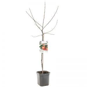 Handappel Malus dom. Gala laagstam - afbeelding 3