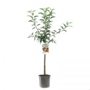 Handappel Malus dom. Gala laagstam - afbeelding 1