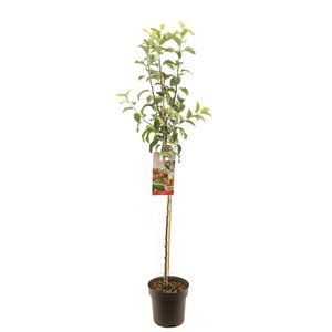 Malus dom.Gloster p27 h120cm