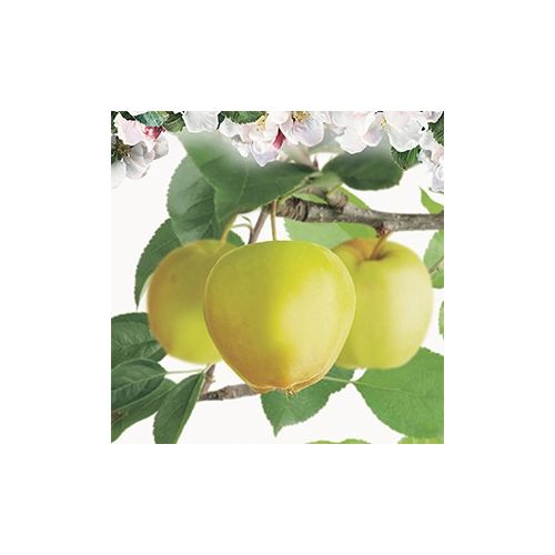Malus dom. Golden Del. p27 h120cm - afbeelding 2