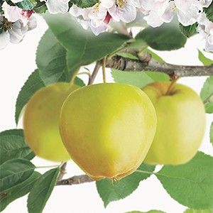 Malus dom. Golden Del. p27 h120cm - afbeelding 2