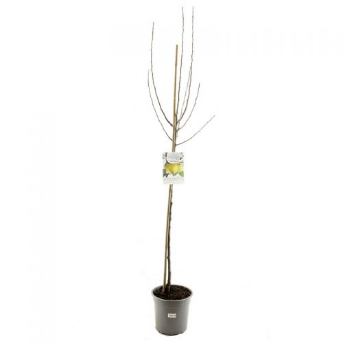 Malus dom. Golden Del. p27 h120cm - afbeelding 1