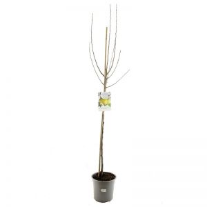 Malus dom. Golden Del. p27 h120cm - afbeelding 1