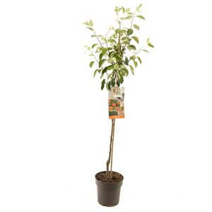 Malus dom. James Grieve p27 h120cm