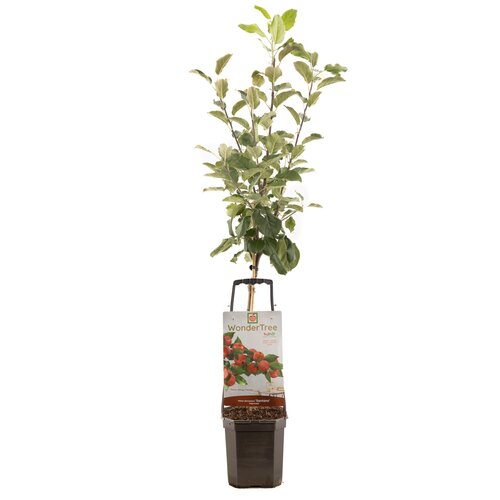 Malus dom Santana WT p24
