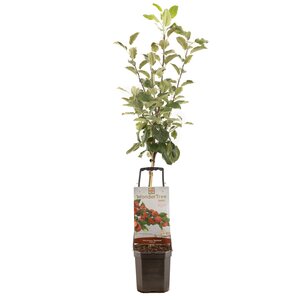 Malus dom Santana WT p24