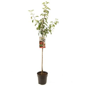Malus dom. Summerred p27 h120cm