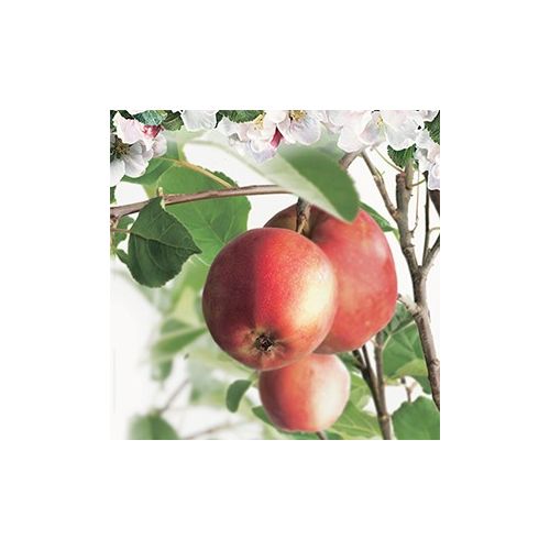 Rode handappel Malus dom. Summerred hoogstam