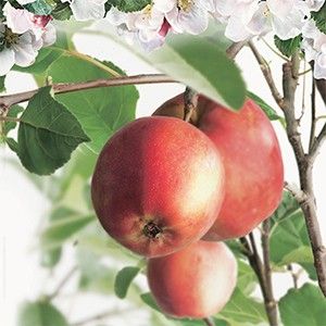 Rode handappel Malus dom. Summerred hoogstam