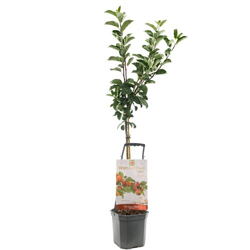 Malus dom Topaz WT p24