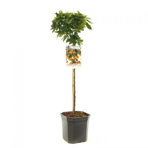 Dwergsierappel Malus Pomzai stam 60 - afbeelding 1