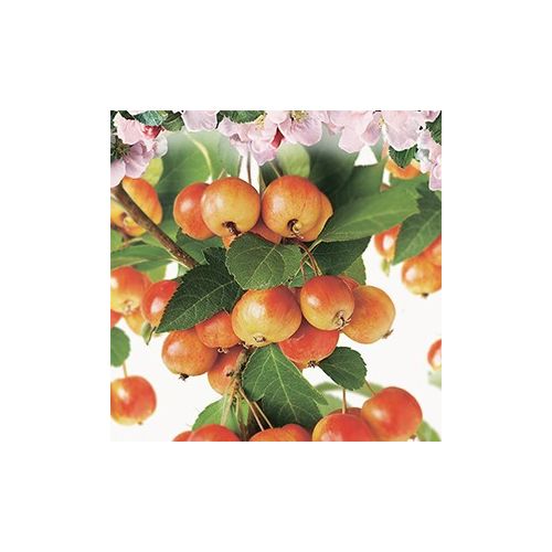 Dwergsierappel Malus Pomzai stam 60 - afbeelding 2