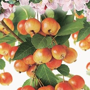 Dwergsierappel Malus Pomzai stam 60 - afbeelding 2