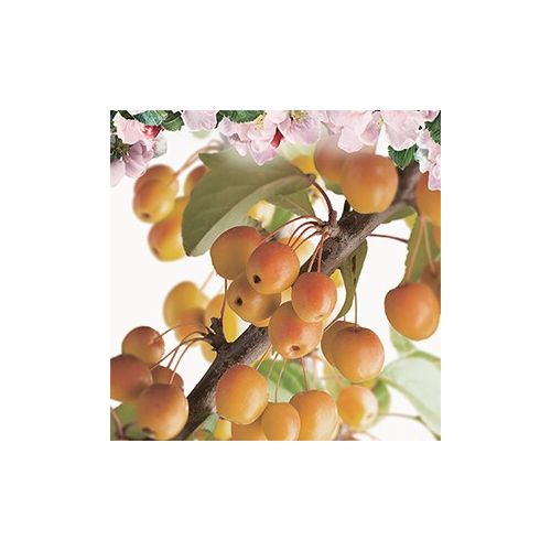 Geel-rode sierappel Malus Prof. Sprenger laagstam - afbeelding 2