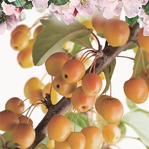 Geel-rode sierappel Malus Prof. Sprenger laagstam - afbeelding 2