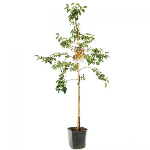 Geel-rode sierappel Malus Prof. Sprenger laagstam - afbeelding 1