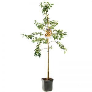 Geel-rode sierappel Malus Prof. Sprenger laagstam - afbeelding 1