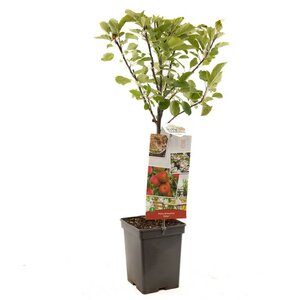 Najaarsappel Malus dom. Elstar Patio