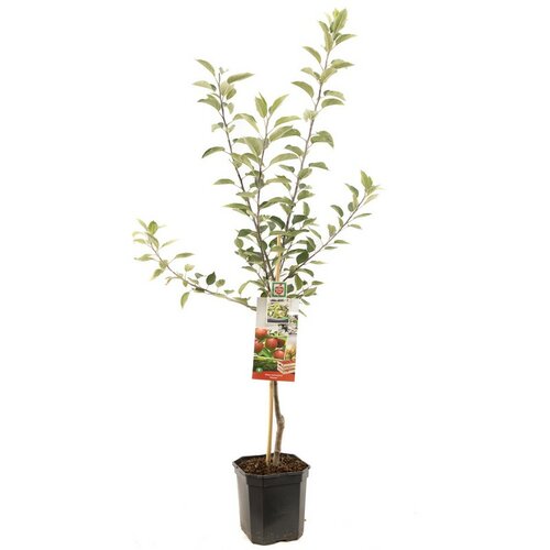 Najaarsappel Malus dom. Gloster laagstam