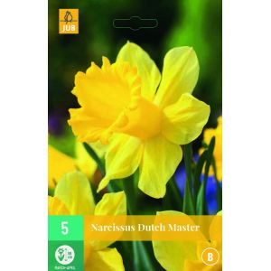 Narcissus Dutch Master