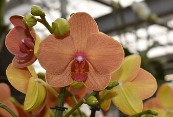 Opti-Flor