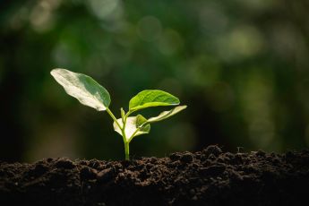 Organische meststoffen