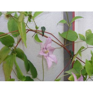 Outside living Clematisklemmen kunstof groen 12st - afbeelding 2