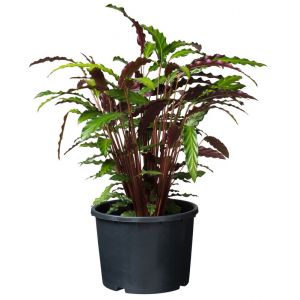 Outside living Container ritzi afwateringopen. 20l - afbeelding 3