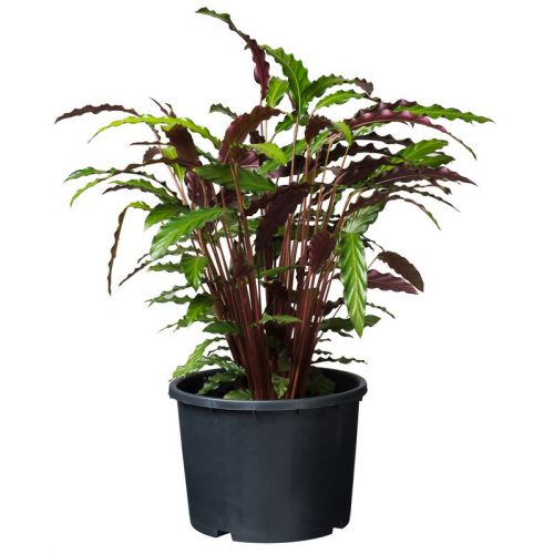 Outside living Container ritzi afwateringopen. 25l - afbeelding 3