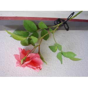 Outside living Klimplantband l150cm - afbeelding 2