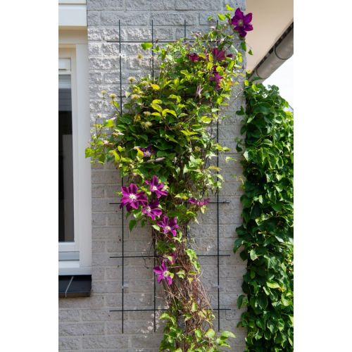 Outside living Klimrek metaal b60h150cm groen - afbeelding 2