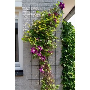 Outside living Klimrek metaal b60h150cm groen - afbeelding 2