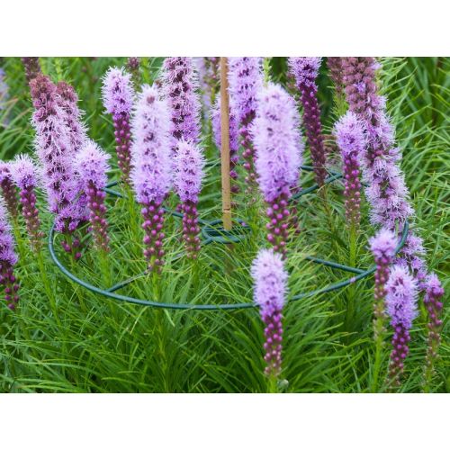 Outside living Plantensteunen rond d30cm groen 3st - afbeelding 3