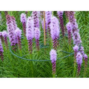 Outside living Plantensteunen rond d30cm groen 3st - afbeelding 3