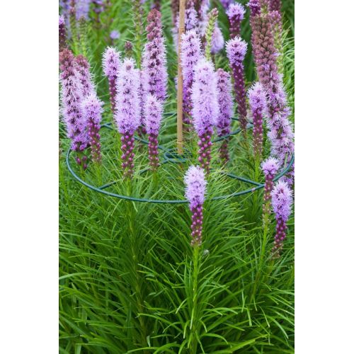 Outside living Plantensteunen rond d30cm groen 3st - afbeelding 2