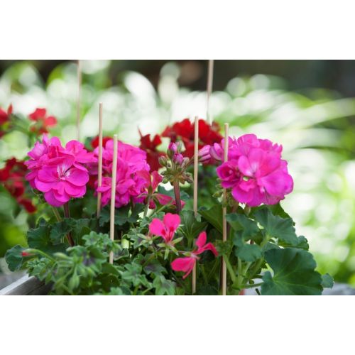 Outside living Splitbamboe l30cm d3-3.5mm 20st - afbeelding 2