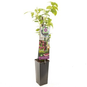 Paarse herfstframboos Rubus id. x occ. Autumn Passion