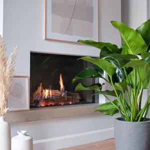 Philodendron Green Beauty - afbeelding 2