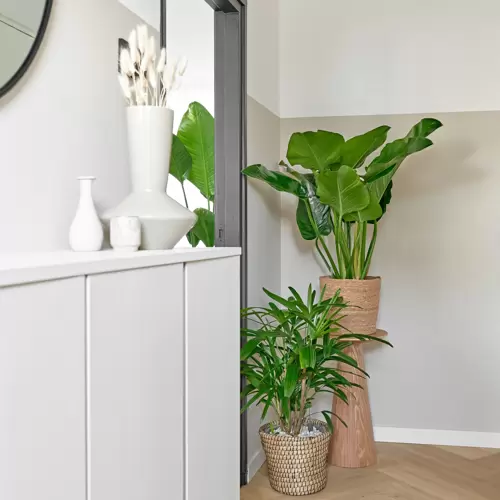 Philodendron Green Beauty - afbeelding 4