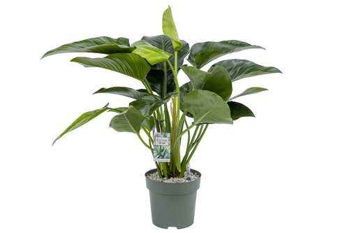 Philodendron Green Beauty - afbeelding 1