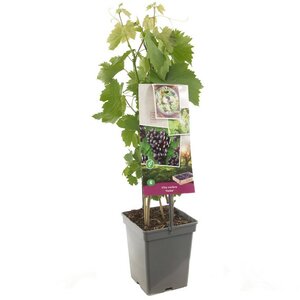Pitloze rood/paarse druif Vitis vin. Heike - draagbeugel