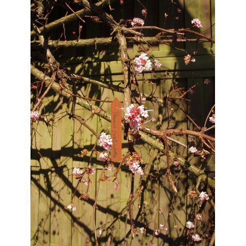 Outside living Plantenetiketten hout geel l10cm - afbeelding 2