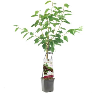 Prunus av Lapins WT P24