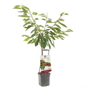 Prunus av Regina WT P24